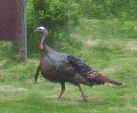 turkey strut_May 2006.jpg