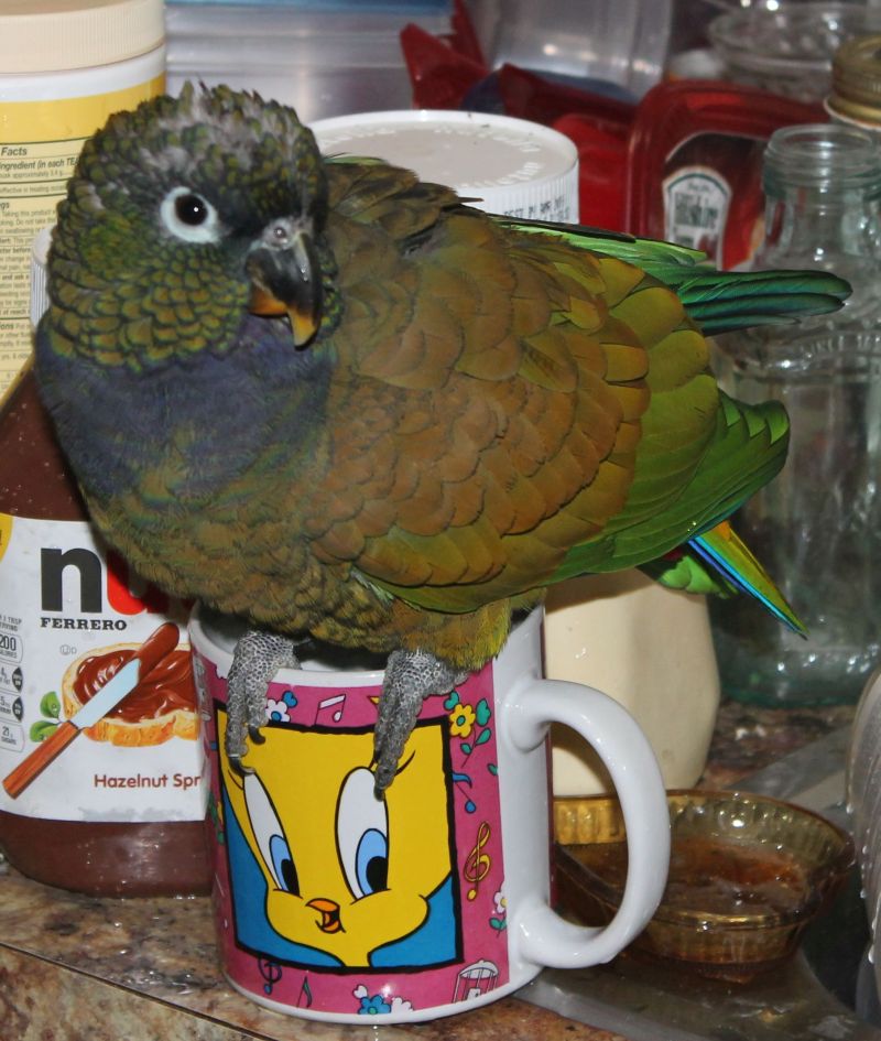 Dobby on cup, trying to bathe.jpg